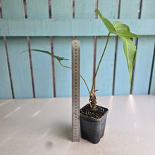 Load image into Gallery viewer, #P4 Anthurium Southern Star