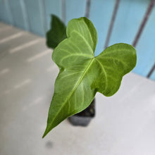 Load image into Gallery viewer, #P4 Anthurium Southern Star