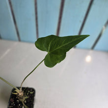 Load image into Gallery viewer, #P4 Anthurium Southern Star