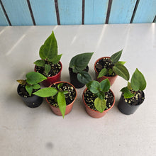 Load image into Gallery viewer, #H75 Baby Anthurium Pack - 6 x NOIDs and 1 x Vittarifolium