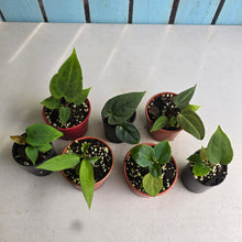 Load image into Gallery viewer, #H75 Baby Anthurium Pack - 6 x NOIDs and 1 x Vittarifolium