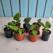 Load image into Gallery viewer, #H75 Baby Anthurium Pack - 6 x NOIDs and 1 x Vittarifolium