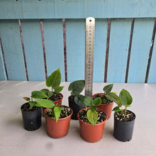 Load image into Gallery viewer, #H75 Baby Anthurium Pack - 6 x NOIDs and 1 x Vittarifolium