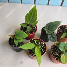 Load image into Gallery viewer, #H75 Baby Anthurium Pack - 6 x NOIDs and 1 x Vittarifolium