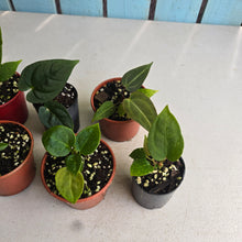 Load image into Gallery viewer, #H75 Baby Anthurium Pack - 6 x NOIDs and 1 x Vittarifolium