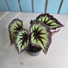 Load image into Gallery viewer, #B82 Begonia Fireworks