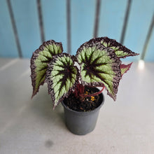 Load image into Gallery viewer, #B82 Begonia Fireworks