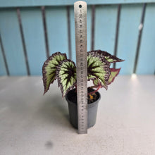 Load image into Gallery viewer, #B82 Begonia Fireworks