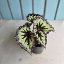 Load image into Gallery viewer, #B82 Begonia Fireworks