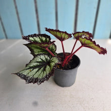 Load image into Gallery viewer, #B82 Begonia Fireworks