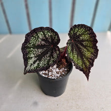 Load image into Gallery viewer, #P60 Begonia Unknown
