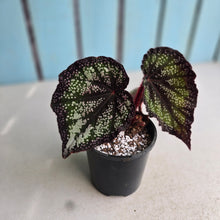 Load image into Gallery viewer, #P60 Begonia Unknown