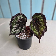 Load image into Gallery viewer, #P60 Begonia Unknown