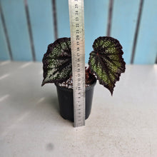 Load image into Gallery viewer, #P60 Begonia Unknown