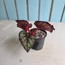 Load image into Gallery viewer, #P60 Begonia Unknown
