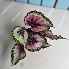Load image into Gallery viewer, #W8 Begonia Unknown