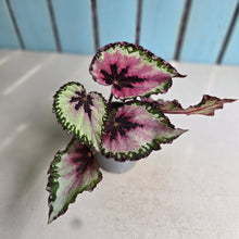 Load image into Gallery viewer, #W8 Begonia Unknown