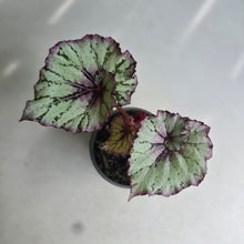 Load image into Gallery viewer, #W11 Begonia Unknown