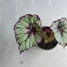 Load image into Gallery viewer, #W11 Begonia Unknown