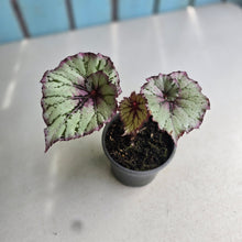 Load image into Gallery viewer, #W11 Begonia Unknown