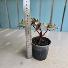 Load image into Gallery viewer, #W11 Begonia Unknown