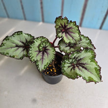 Load image into Gallery viewer, #B106 Begonia Unknown