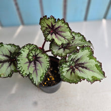 Load image into Gallery viewer, #B106 Begonia Unknown