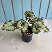 Load image into Gallery viewer, #B106 Begonia Unknown