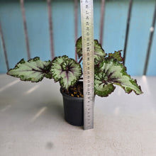 Load image into Gallery viewer, #B106 Begonia Unknown