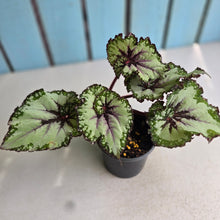 Load image into Gallery viewer, #B106 Begonia Unknown