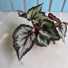 Load image into Gallery viewer, #W38 Begonia Unknown
