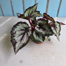 Load image into Gallery viewer, #W38 Begonia Unknown