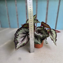 Load image into Gallery viewer, #W38 Begonia Unknown