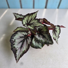 Load image into Gallery viewer, #W38 Begonia Unknown