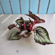 Load image into Gallery viewer, #W38 Begonia Unknown