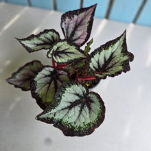 Load image into Gallery viewer, #W33 Begonia Unknown