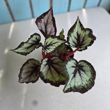 Load image into Gallery viewer, #W33 Begonia Unknown