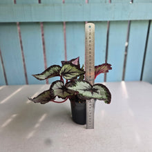 Load image into Gallery viewer, #W33 Begonia Unknown