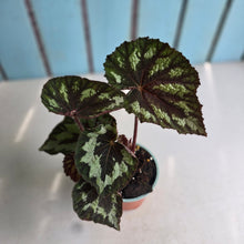 Load image into Gallery viewer, #G6 Begonia Silver Legend