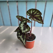 Load image into Gallery viewer, #G6 Begonia Silver Legend