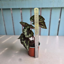 Load image into Gallery viewer, #G6 Begonia Silver Legend