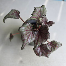 Load image into Gallery viewer, #J743 Begonia Unknown