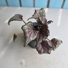 Load image into Gallery viewer, #J743 Begonia Unknown