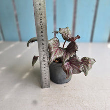 Load image into Gallery viewer, #J743 Begonia Unknown