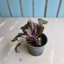 Load image into Gallery viewer, #J743 Begonia Unknown