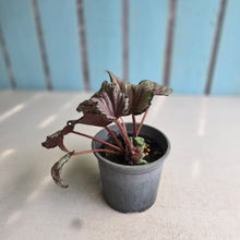 Load image into Gallery viewer, #J743 Begonia Unknown