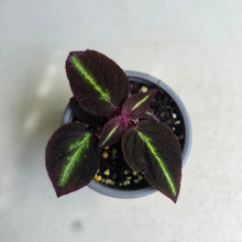 Load image into Gallery viewer, #W3 Sonerila Sp. 'Fluo'