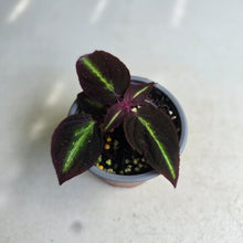 Load image into Gallery viewer, #W3 Sonerila Sp. 'Fluo'