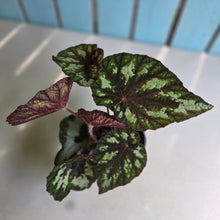 Load image into Gallery viewer, #H14 Begonia Silver Legend