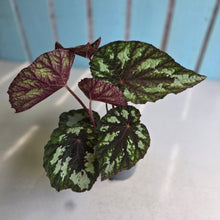 Load image into Gallery viewer, #H14 Begonia Silver Legend